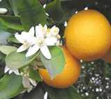 Laranja Amarga