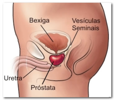 Prostata Normal Portal Amigo Do Idoso